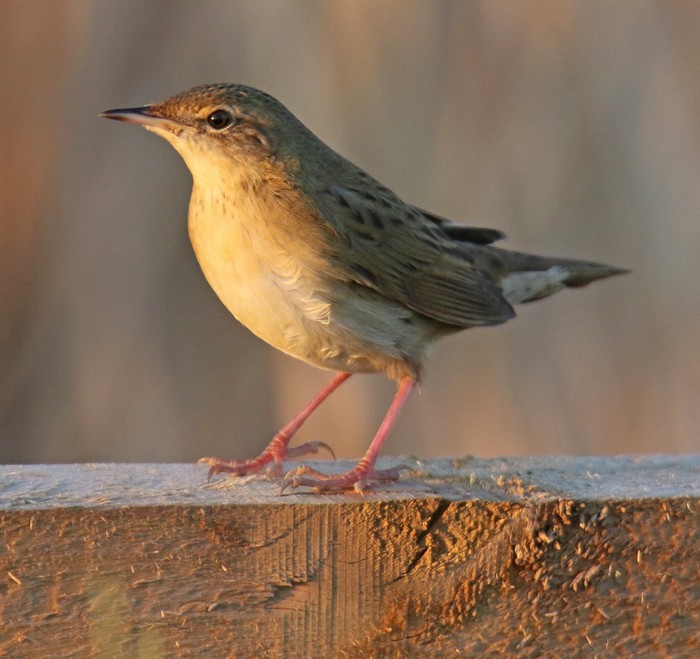 Grasshopper Warbler