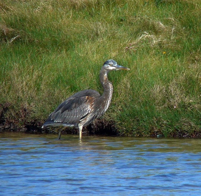 Great Blue Heron