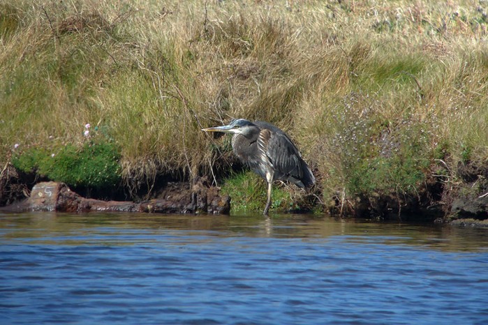 Great Blue Heron