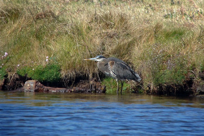Great Blue Heron