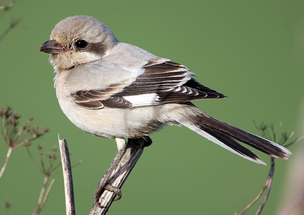 Steppe Grey Shrike