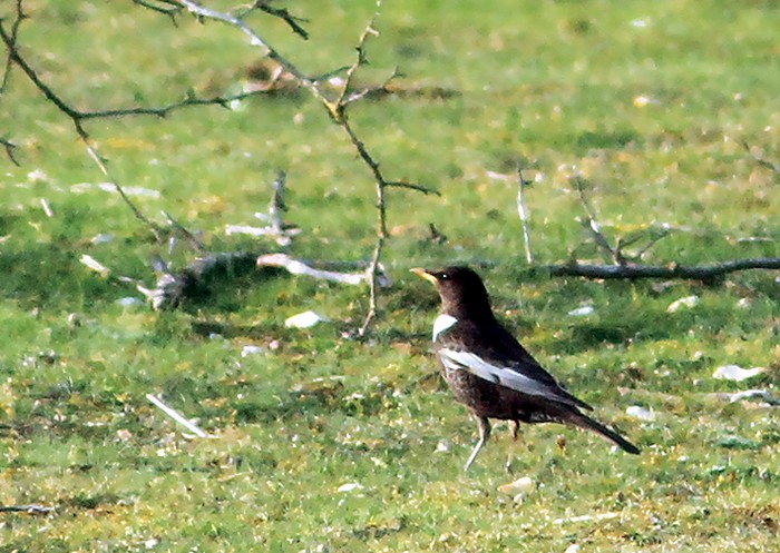 Ring Ouzel