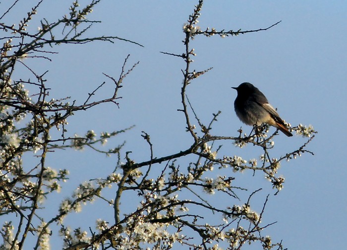 Black Redstart