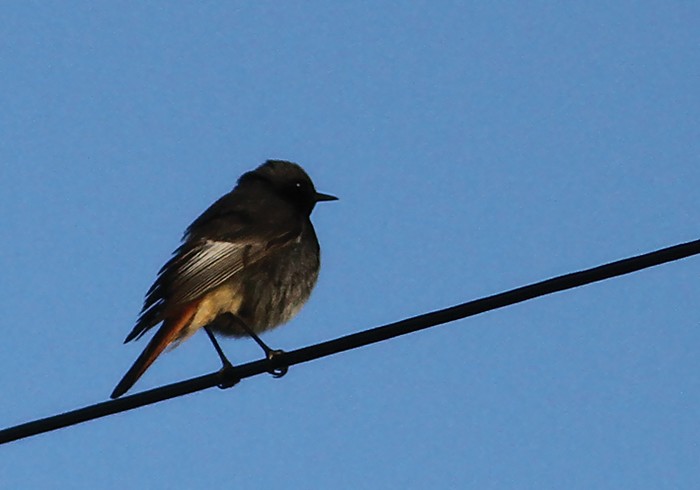 Black Redstart