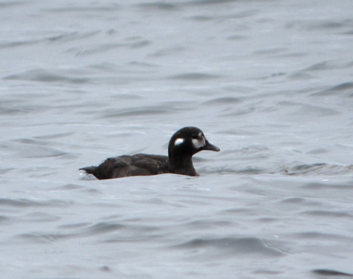 Harlequin Duck