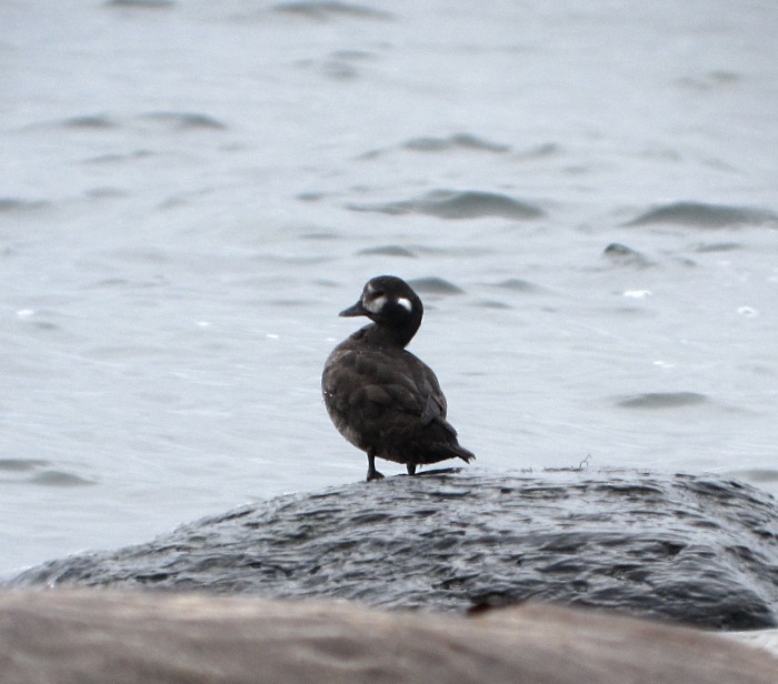 Harlequin Duck