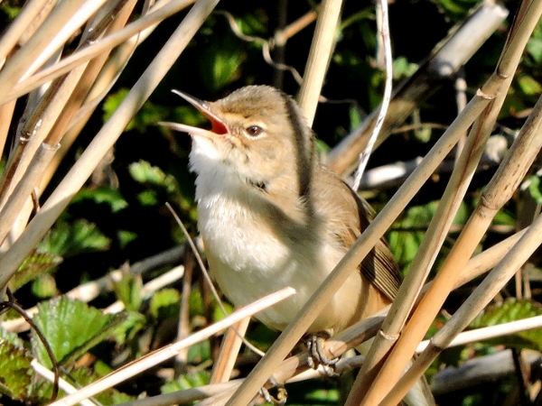 Reed Warbler