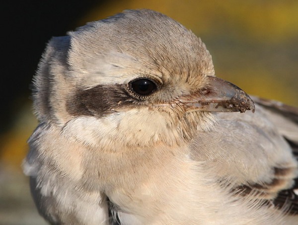 Steppe Grey Shrike