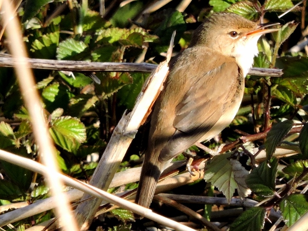 Reed Warbler