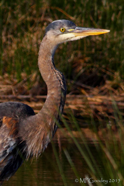 Great Blue Heron