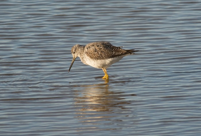 Greater Yellowlegs