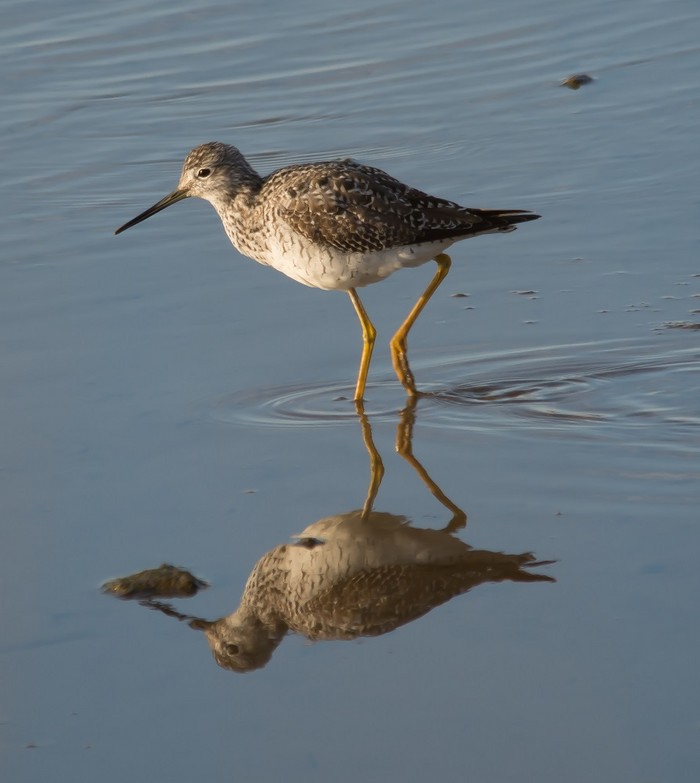 Greater Yellowlegs