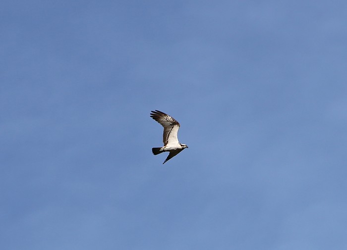 Osprey