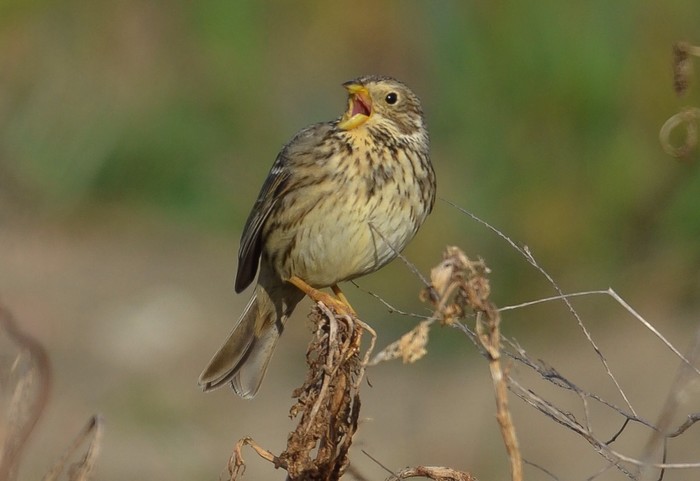 Corn Bunting