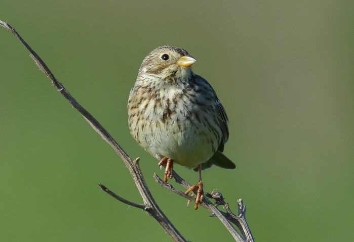 Corn Bunting