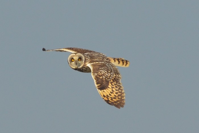 Short-eared Owl