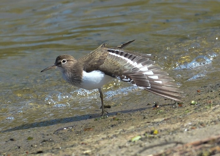 Common Sandpiper