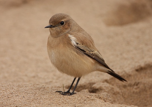 Desert Wheatear