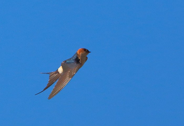 Red-rumped Swallow