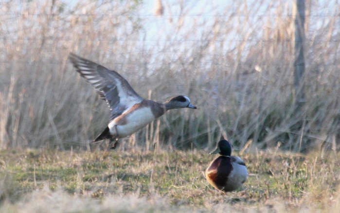 American Wigeon