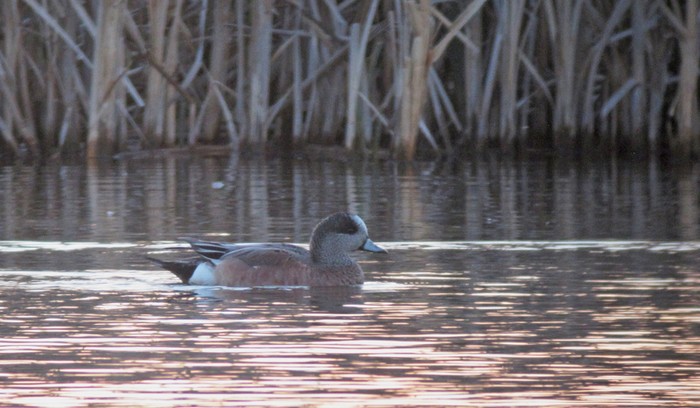 American Wigeon