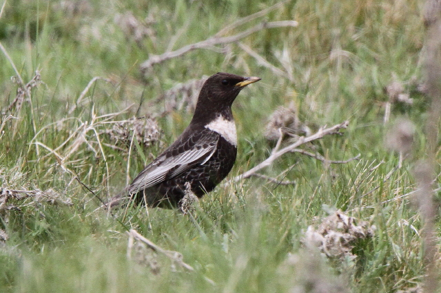 Ring Ouzel