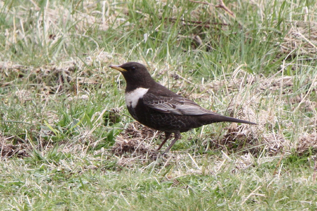 Ring Ouzel