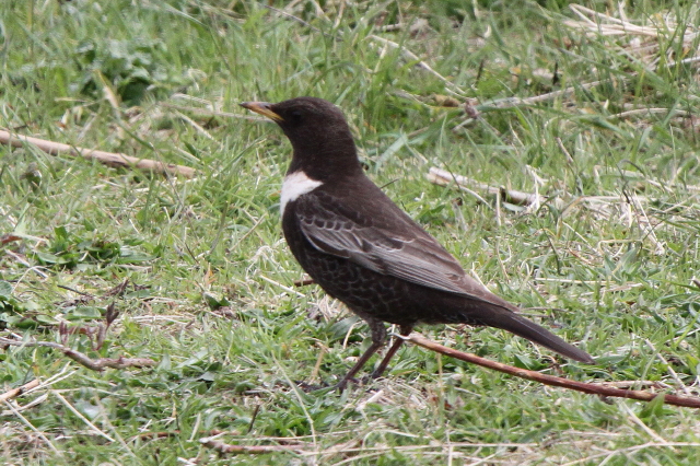Ring Ouzel