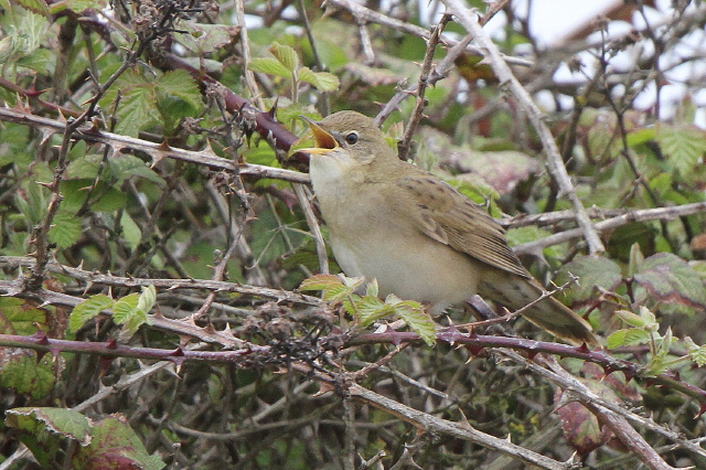 Grasshopper Warbler