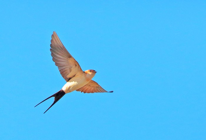 Red-rumped Swallow