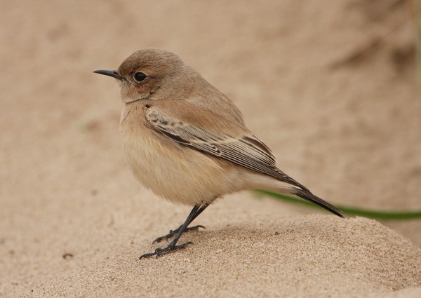 Desert Wheatear