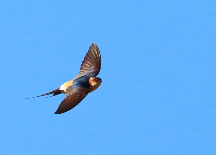 Red-rumped Swallow