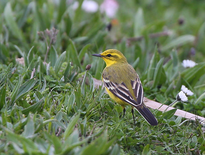 Yellow Wagtail
