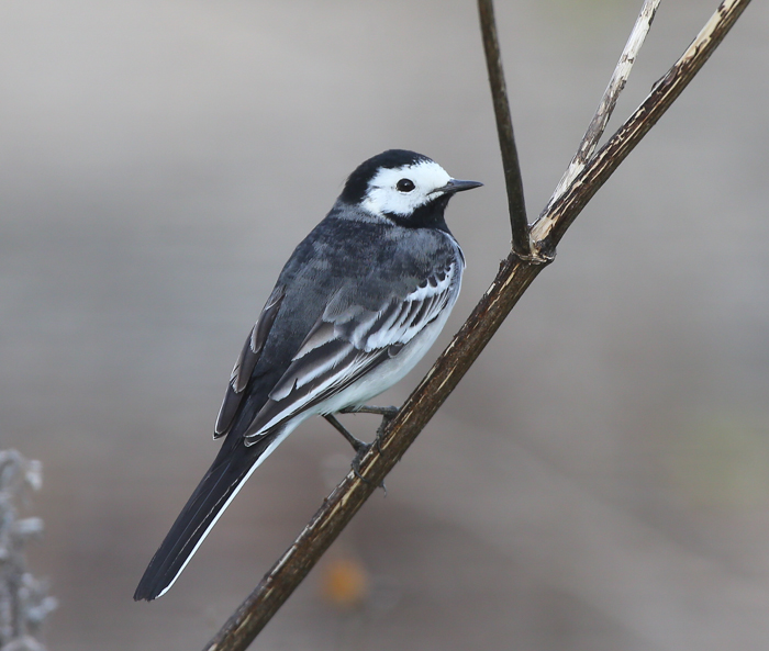 Pied Wagtail