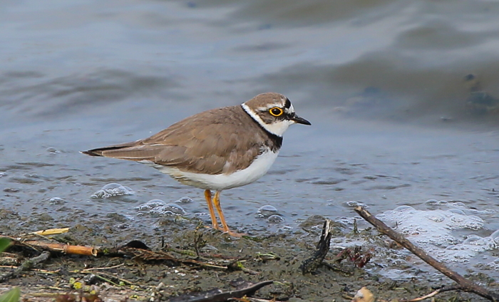 Little Ringed Plover