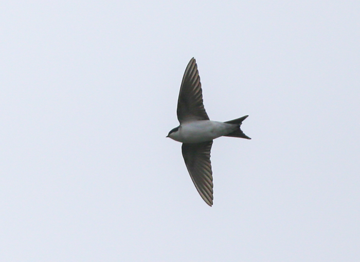 House Martin