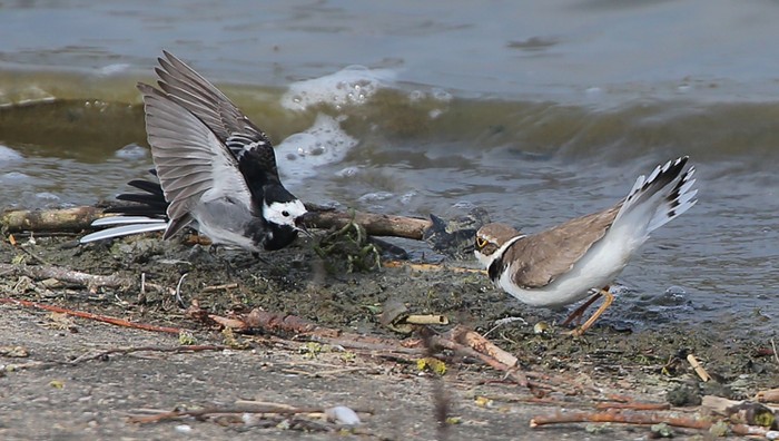 Little Ringed Plover