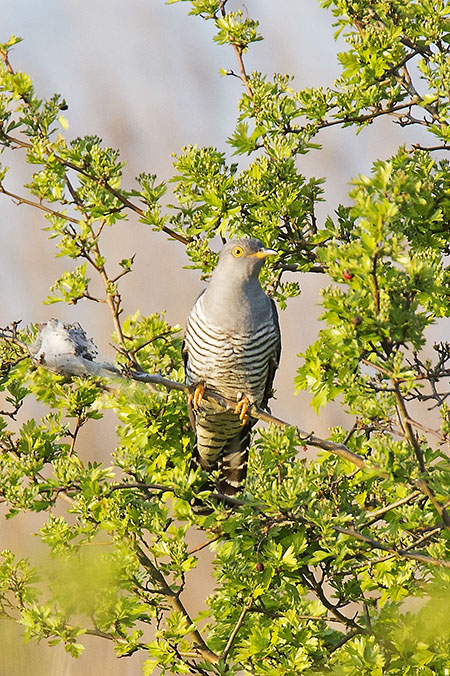 Cuckoo