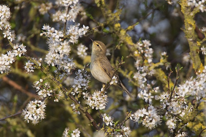 Willow Warbler
