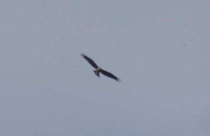Black Kite