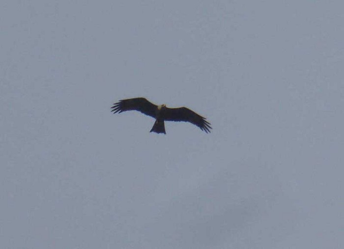 Black Kite