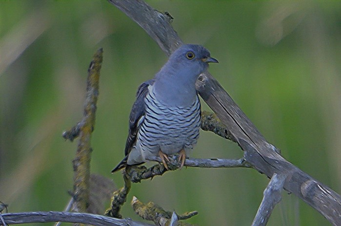 Cuckoo