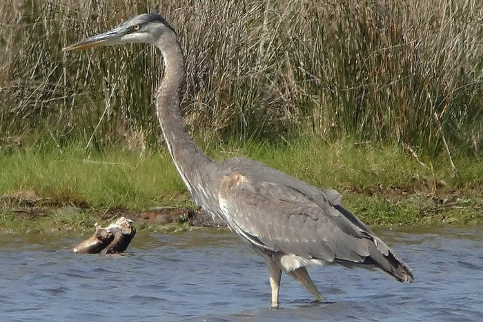 Great Blue Heron