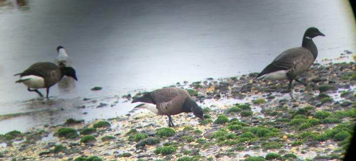 Dark-bellied Brent Goose