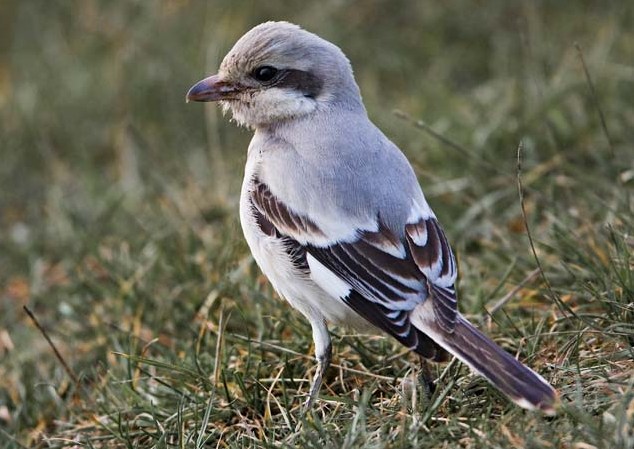 Steppe Grey Shrike