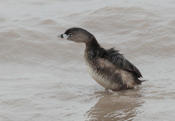 Pied-billed Grebe