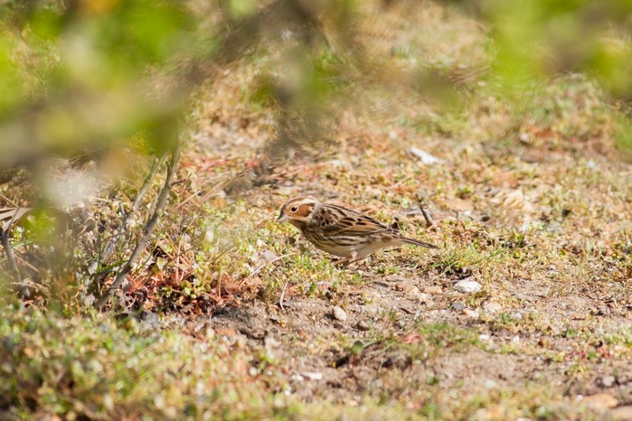 Little Bunting