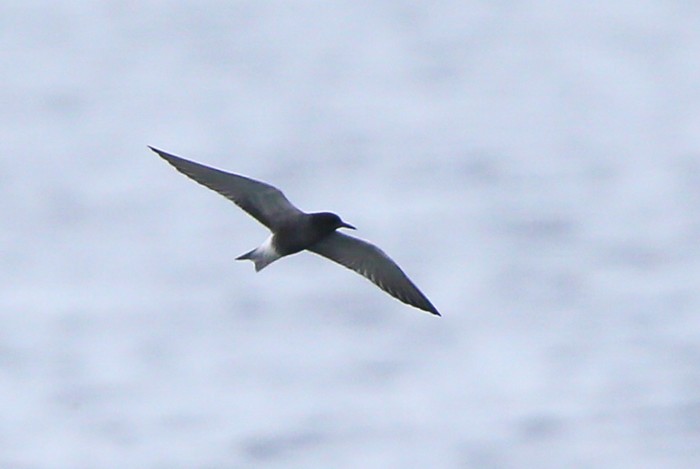 Black Tern