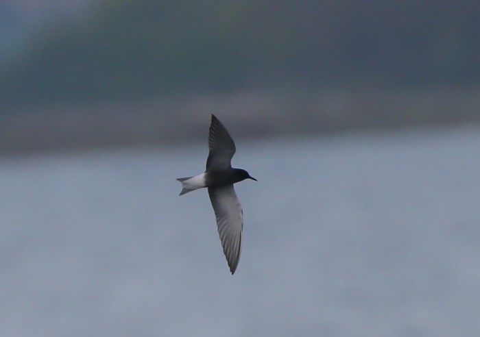 Black Tern