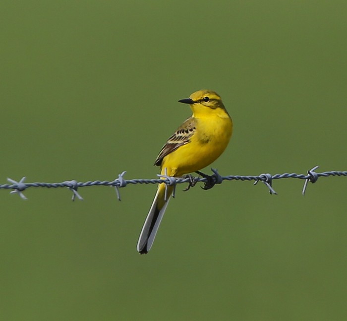 Yellow Wagtail